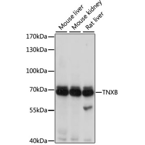 TNXB Rabbit pAb