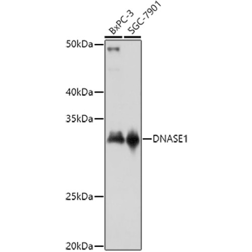 DNASE1 Rabbit pAb