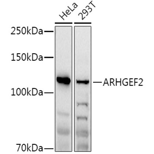 ARHGEF2 Rabbit pAb