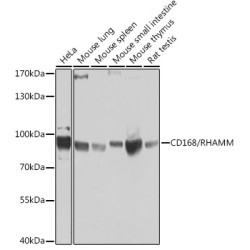 CD168/RHAMM Rabbit pAb