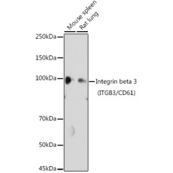Integrin beta 3 (ITGB3/CD61) Rabbit pAb