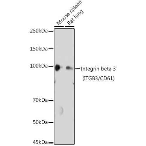 Integrin beta 3 (ITGB3/CD61) Rabbit pAb