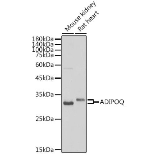 Adiponectin Rabbit pAb