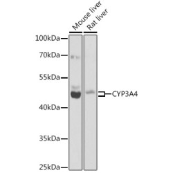 CYP3A4 Rabbit pAb