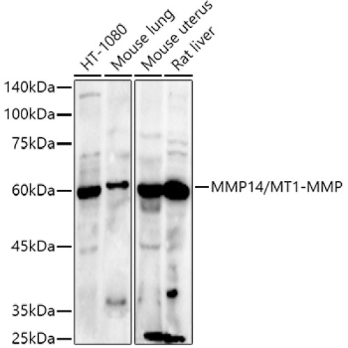 MMP14/MT1-MMP Rabbit pAb
