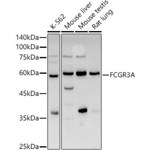 FCGR3A Rabbit pAb
