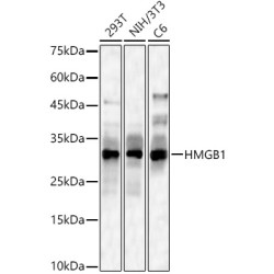 [KO Validated] HMGB1 Rabbit pAb