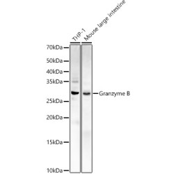 Granzyme B Rabbit pAb