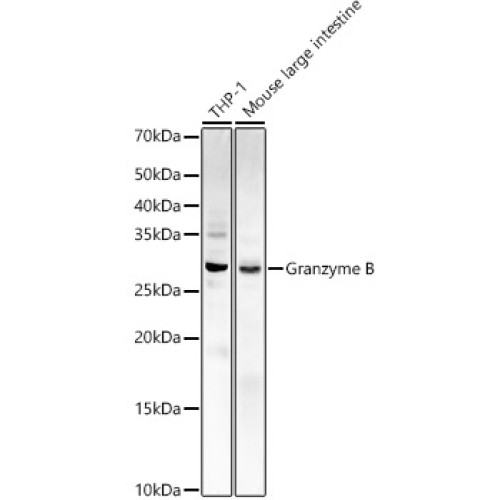 Granzyme B Rabbit pAb