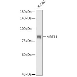 MRE11 Rabbit pAb