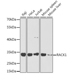 RACK1 Rabbit pAb