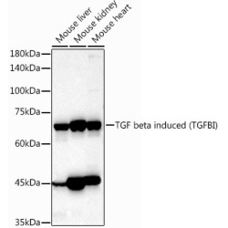 TGF beta induced (TGFBI) Rabbit pAb