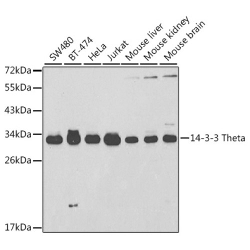 14-3-3 Theta Rabbit pAb