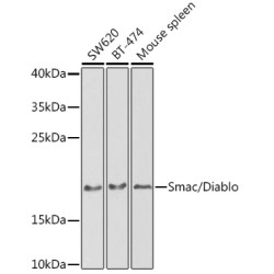 Smac/Diablo Rabbit pAb
