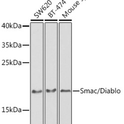 Smac/Diablo Rabbit pAb