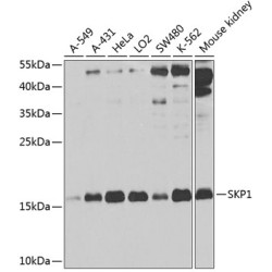SKP1 Rabbit pAb