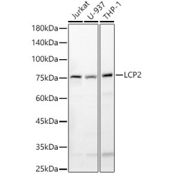 LCP2 Rabbit pAb