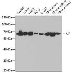 [KO Validated] AIF Rabbit pAb