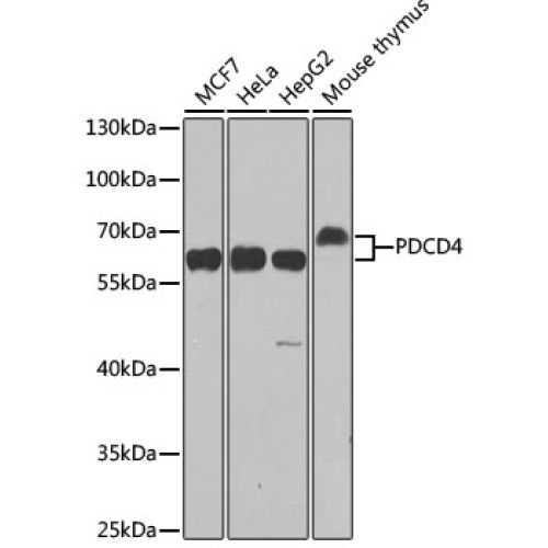 [KO Validated] PDCD4 Rabbit pAb