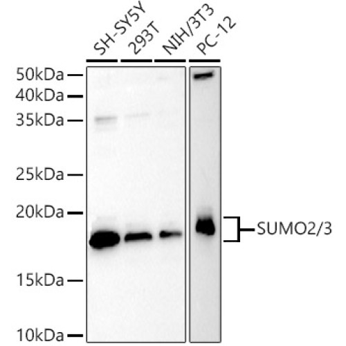 SUMO2/3 Rabbit pAb