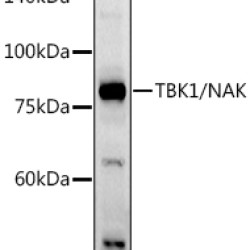 TBK1/NAK Rabbit pAb