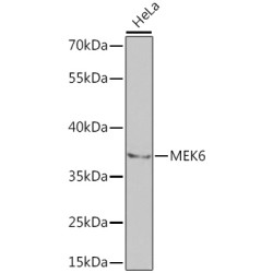 MEK6 Rabbit pAb