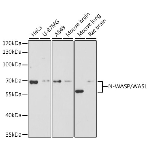 N-WASP/WASL Rabbit pAb