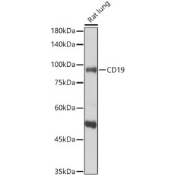 CD19 Rabbit pAb