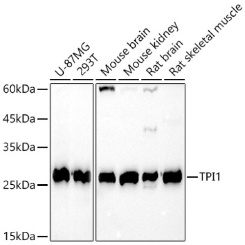 TPI1 Rabbit pAb