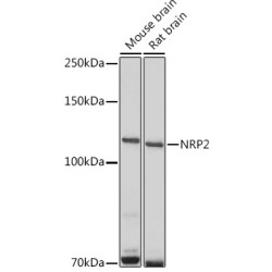 NRP2 Rabbit pAb