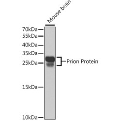 Prion Protein Rabbit pAb