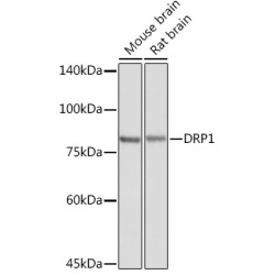 DRP1 Rabbit pAb