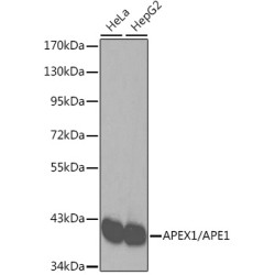 [KO Validated] APEX1/APE1 Rabbit pAb