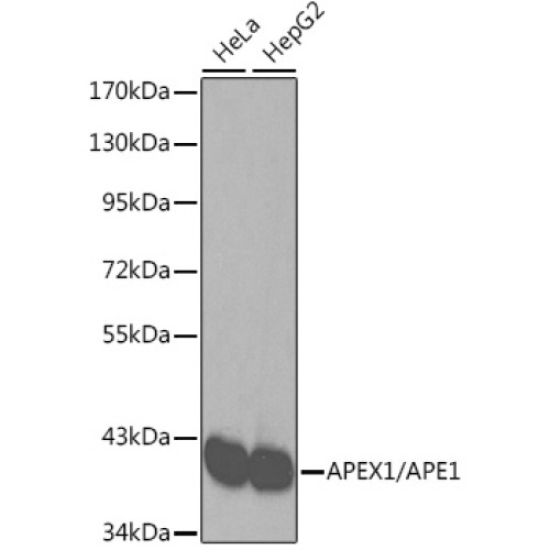 [KO Validated] APEX1/APE1 Rabbit pAb