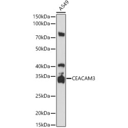 CD66d/CEACAM3 Rabbit pAb