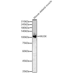 MUSK Rabbit pAb