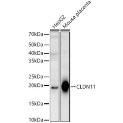 CLDN11 Rabbit pAb