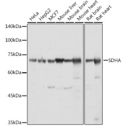 SDHA Rabbit pAb