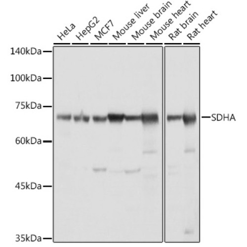 SDHA Rabbit pAb