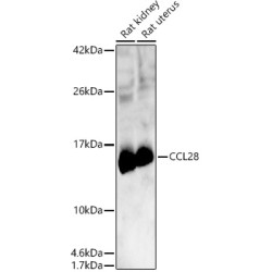 CCL28 Rabbit pAb