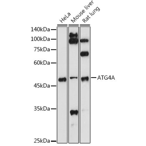 ATG4A Rabbit pAb