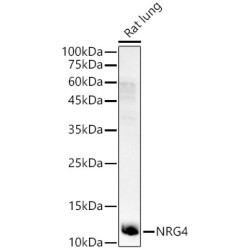 NRG4 Rabbit pAb