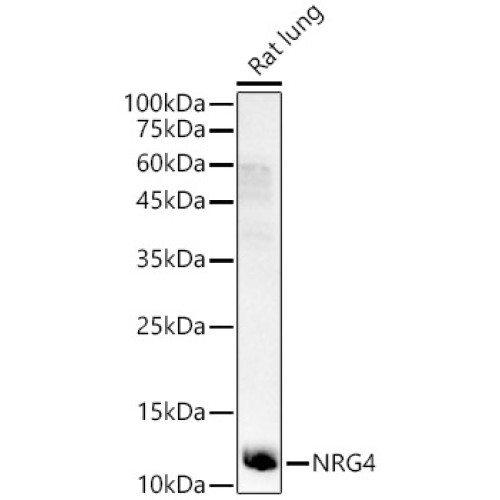 NRG4 Rabbit pAb