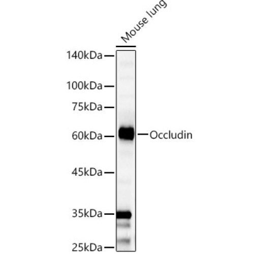 Occludin Rabbit pAb