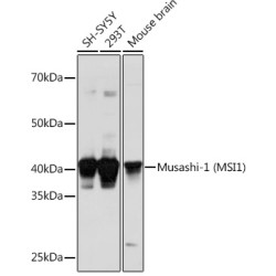 Musashi-1 (MSI1) Rabbit pAb