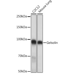 Gelsolin Rabbit mAb