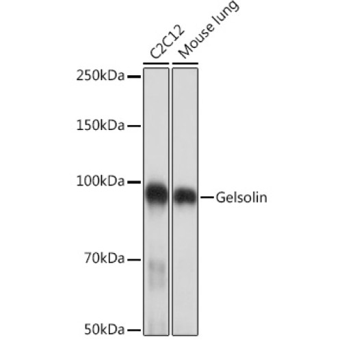 Gelsolin Rabbit mAb