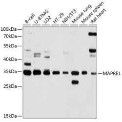 MAPRE1 Rabbit pAb