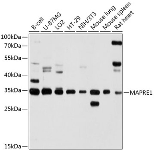 MAPRE1 Rabbit pAb