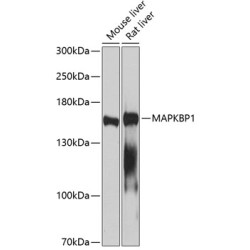 MAPKBP1 Rabbit pAb